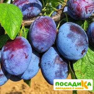 Слива Чачакская ранняя купить по цене от 229.00р. в интернет-магазине «Посадика» с доставкой почтой в в Марксе и по всей России – [изображение №1].