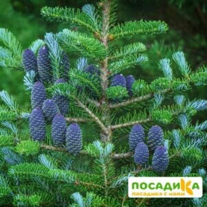 Пихта корейская (Abies koreana) купить по цене от 450.00р. в интернет-магазине «Посадика» с доставкой почтой в в Марксе и по всей России – [изображение №1].