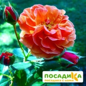 Роза Арабия купить по цене от 350.00р. в интернет-магазине «Посадика» с доставкой почтой в в Марксе и по всей России – [изображение №1].