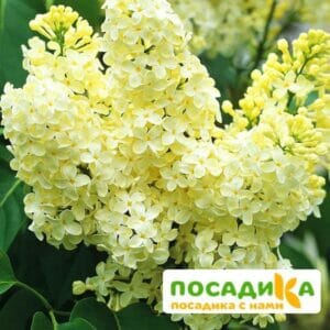 Сирень Примроуз (Primrose) купить по цене от 529.00р. в интернет-магазине «Посадика» с доставкой почтой в в Марксе и по всей России – [изображение №1].