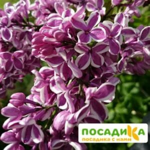 Сирень Сенсация купить по цене от 529.00р. в интернет-магазине «Посадика» с доставкой почтой в в Марксе и по всей России – [изображение №1].