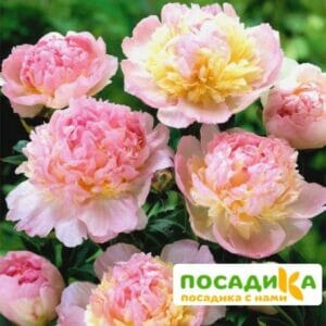 Пион Распберри Сандей (Paeonia Raspberry Sundae) купить по цене от 959р. в интернет-магазине «Посадика» с доставкой почтой в в Марксе и по всей России – [изображение №1].