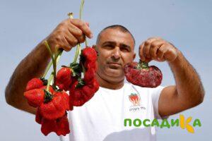 Клубника Гигант Джорнея купить по цене от 266р. в интернет-магазине «Посадика» с доставкой почтой в в Марксе и по всей России – [изображение №1].