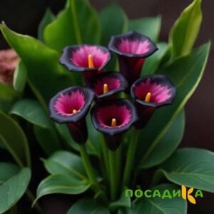 Калла Аура Лейс купить по цене от 400р. в интернет-магазине «Посадика» с доставкой почтой в в Марксе и по всей России – [изображение №1].