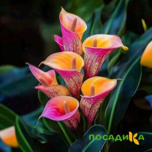 Калла Оникс купить по цене от 450р. в интернет-магазине «Посадика» с доставкой почтой в в Марксе и по всей России – [изображение №1].