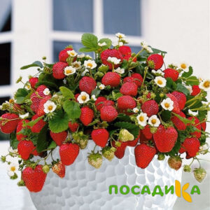 Клубника Рубиновый Шепот (горшечная) купить по цене от 240р. в интернет-магазине «Посадика» с доставкой почтой в в Марксе и по всей России – [изображение №1].