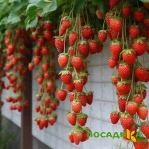 Клубника вьющаяся Комплимент купить по цене от 470р. в интернет-магазине «Посадика» с доставкой почтой в в Марксе и по всей России – [изображение №1].