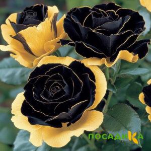 Роза Ханни Сикл купить по цене от 700р. в интернет-магазине «Посадика» с доставкой почтой в в Марксе и по всей России – [изображение №1].