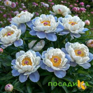 Пион акварельный Этюд купить по цене от 806р. в интернет-магазине «Посадика» с доставкой почтой в в Марксе и по всей России – [изображение №1].