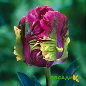 Тюльпан Экзотик Хэвен купить по цене от 186р. в интернет-магазине «Посадика» с доставкой почтой в в Марксе и по всей России – [изображение №1].