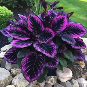 Хоста Люминоза купить по цене от 450р. в интернет-магазине «Посадика» с доставкой почтой в в Марксе и по всей России – [изображение №1].