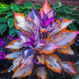 Хоста Эмеральд Тиара купить по цене от 602р. в интернет-магазине «Посадика» с доставкой почтой в в Марксе и по всей России – [изображение №1].