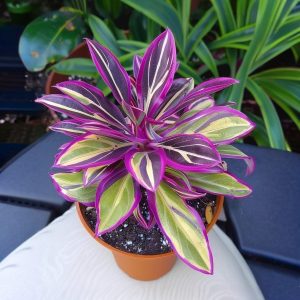 Хоста Сильвер Стик купить по цене от 650р. в интернет-магазине «Посадика» с доставкой почтой в в Марксе и по всей России – [изображение №1].