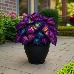 Хоста Фрости Блю купить по цене от 389р. в интернет-магазине «Посадика» с доставкой почтой в в Марксе и по всей России – [изображение №1].