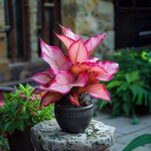 Хоста Розовая Симфония купить по цене от 800р. в интернет-магазине «Посадика» с доставкой почтой в в Марксе и по всей России – [изображение №1].