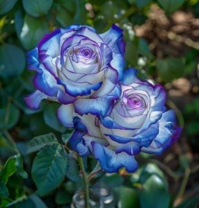 Роза Пэтолз Хоуп купить по цене от 333р. в интернет-магазине «Посадика» с доставкой почтой в в Марксе и по всей России – [изображение №1].