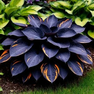 Хоста Умбра купить по цене от 349р. в интернет-магазине «Посадика» с доставкой почтой в в Марксе и по всей России – [изображение №1].