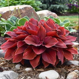 Хоста Малыш Шедевр купить по цене от 421р. в интернет-магазине «Посадика» с доставкой почтой в в Марксе и по всей России – [изображение №1].