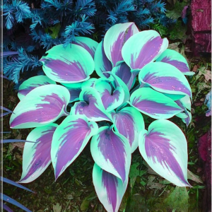 Хоста Висперин Бьюти купить по цене от 379р. в интернет-магазине «Посадика» с доставкой почтой в в Марксе и по всей России – [изображение №1].