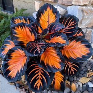 Хоста Сикрет Форест купить по цене от 601р. в интернет-магазине «Посадика» с доставкой почтой в в Марксе и по всей России – [изображение №1].