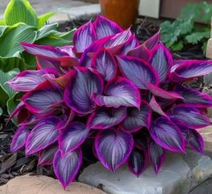 Хоста Сикрет Гарденс купить по цене от 549р. в интернет-магазине «Посадика» с доставкой почтой в в Марксе и по всей России – [изображение №1].