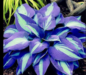 Хоста Аурелия купить по цене от 450р. в интернет-магазине «Посадика» с доставкой почтой в в Марксе и по всей России – [изображение №1].